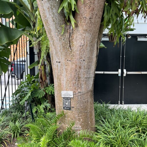 a QR Code on a Tree and a Card